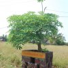 Swaroop Sawali Project14